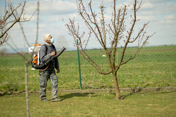 senior worker,pensioner with protective mask sprinkling fruit trees for protection in orchard.health care and protection at work with toxic chemicals