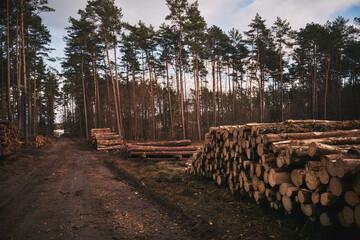 tree trunks logs in row near the forest road