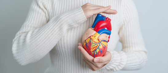 Woman holding human Heart model. Cardiovascular Diseases, Atherosclerosis, Hypertensive Heart, Valvular Heart, Aortopulmonary window, world Heart day and health concept