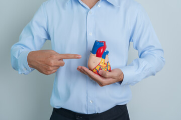 man holding human Heart model. Cardiovascular Diseases, Atherosclerosis, Hypertensive Heart,...