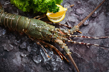 spiny lobster seafood on ice, fresh lobster or rock lobster with herb and spices lemon coriander parsley on dark background, raw spiny lobster for cooking food or seafood market