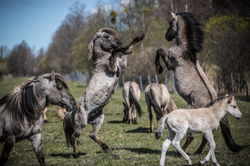 Wild mustang horses in spring fighting over who is alpha male
