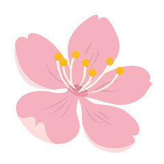 pink sakura, Japanese cherry blossom