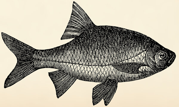 The freshwater fish - rutilus roach (Rutilus rutilus). Antique stylized illustration.