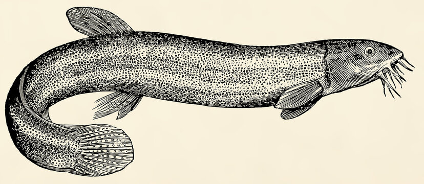 The freshwater fish - weatherfish (Misgurnus fossilis). Antique stylized illustration.