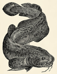 Obraz premium The freshwater fish - burbot (Lota lota). Antique stylized illustration.