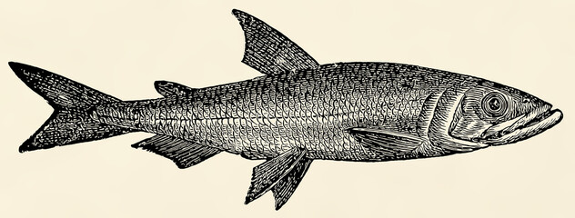 The freshwater fish -  European smelt (Osmerus eperlanus). Antique stylized illustration.