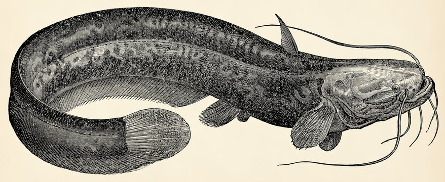 The freshwater fish -  wels catfish (Silurus glanis). Antique stylized illustration.