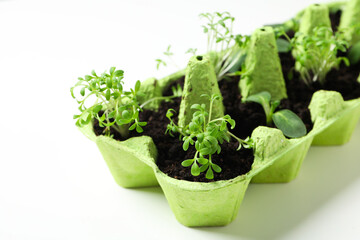 Growing plants in egg box, creative way to grow plants