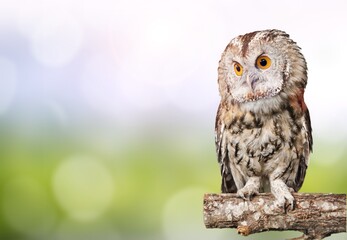 Wild brown owl looking and sitting on natural branch