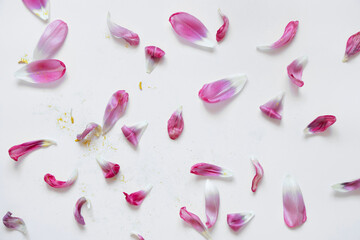 Withered tulips on a white background , an old bouquet of flowers