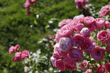 Pink roses in the park. Gentle flowers in bloom, green grass.