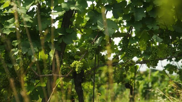 Grapes in a vineyard in austria