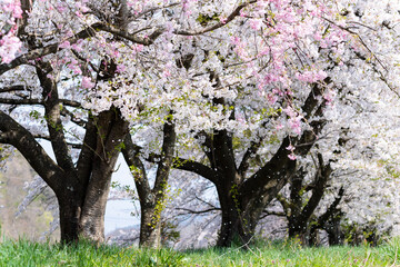 春の川辺に咲く満開の桜