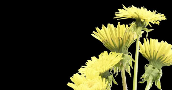 Time lapse of dandelion opening close up view. Macro shoot of flowers group blooming. Nature spring scene. Slow motion rotation. Isolated chroma key on black.