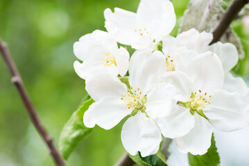 White apple tree flowers blooming in the garden.