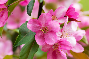 Pink apple tree flowers blooming in the garden.
