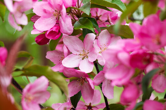 Apple tree blooming with pink flowers.