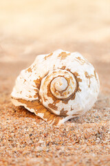 White clam shell on sandy beach. Travel, rest in hot countries. Vertical. Copy space