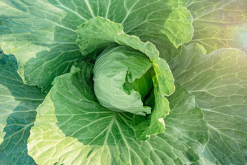 fresh cabbage in the garden in the sun. eco product.