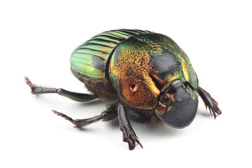 Scarab beetle (Phanaeus mexicanus) isolated on white background