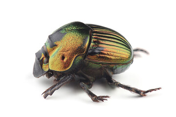 Scarab beetle (Phanaeus mexicanus) isolated on white background