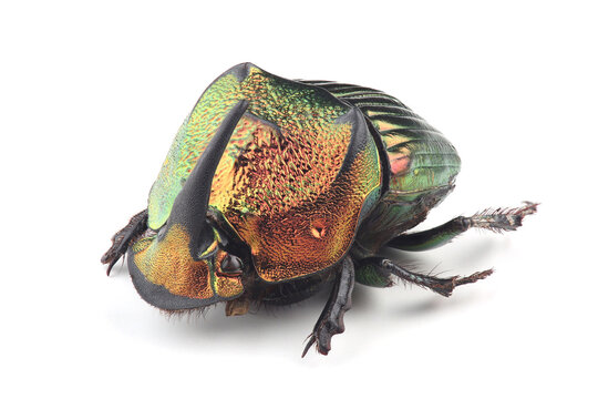 Scarab beetle (Phanaeus mexicanus) isolated on white background