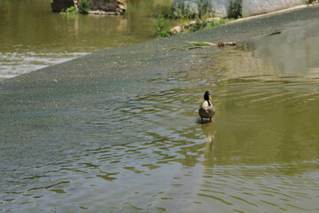 Pretty ruffed duck walking calmly in a pond with greenish colored water. Scientific name Callonetta leucophrys. Concept animals, ducks, lakes, ponds.