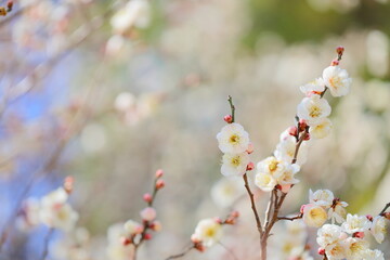 八重咲きの白梅