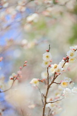 Fototapeta na wymiar 八重咲きの白梅