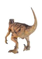dinosaur , Velociraptor  isolated background
