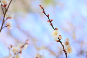 八重咲きの白梅