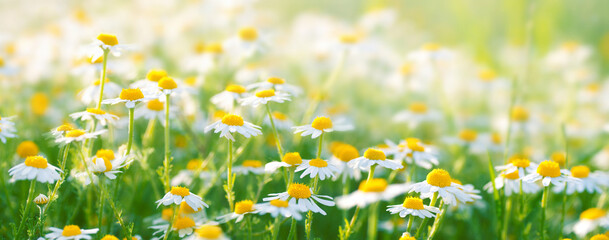 Sunlit field of daisies close-up. Chamomile flowers on a summer meadow in nature, panoramic view.