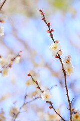 八重咲きの白梅