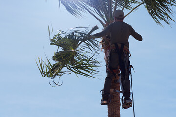 Man working at the top of a palm tree. Worker who pruning palm trees in harness trims. Cleaning and...