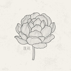 Obraz premium Lotus sketch with fine graceful lines. Isolated flower on a light background. Vintage etching botanical lotus.