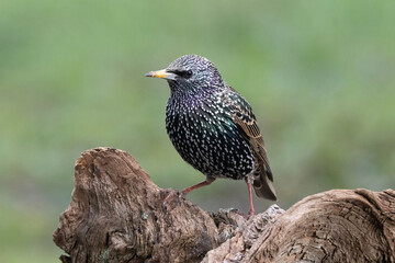 Star (Sturnus vulgaris)