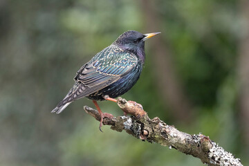 Star (Sturnus vulgaris)