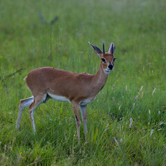 a steenbuck ram in green grass