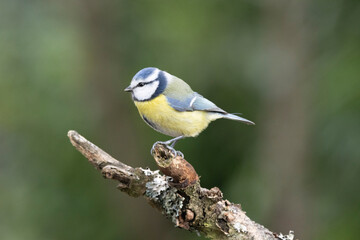 Blaumeise (Cyanistes caeruleu)