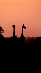 two giraffes standing on the road at sunrise