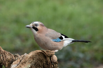 Eichelhäher (Garrulus glandarius)