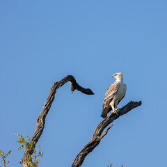 a juvenile martial eagle in a dead tree
