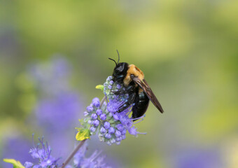 Bee Getting Pollens from Purple  Flowers in Indiana
