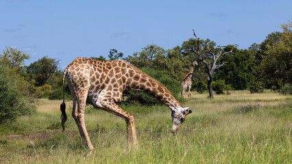 Naklejka na ściany i meble a giraffe drinking water in the wild