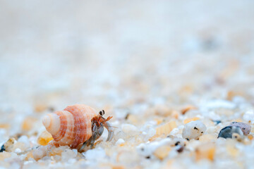 Small hermit crabs found on sandy shores or deep waters. Most of them live in empty shells.