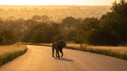 a silhouette of a male lion walking on the road early morning during the golden hour