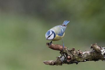Blaumeise (Cyanistes caeruleu)