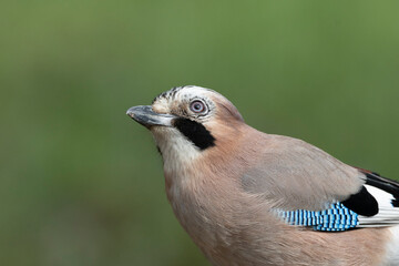Eichelhäher (Garrulus glandarius)