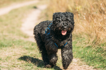 Beautiful Bouvier des Flandres funny running outdoor in countryside road in autumn day. Funny Bouvier des Flandres herding dog breed running in countryside road.